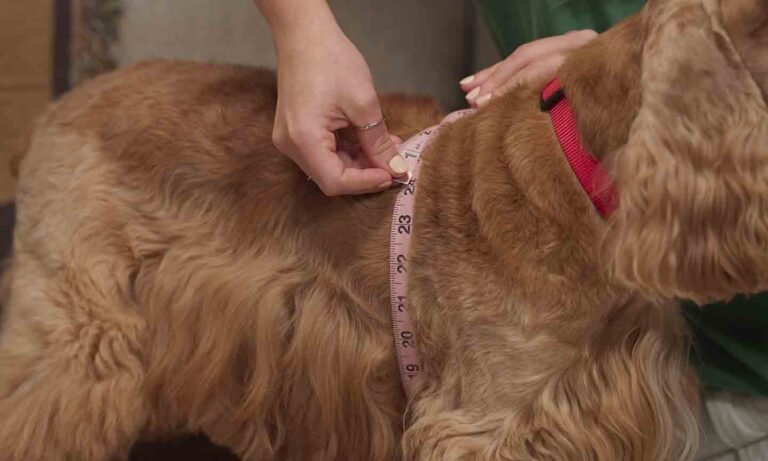 How to Measure a Dog for Clothes