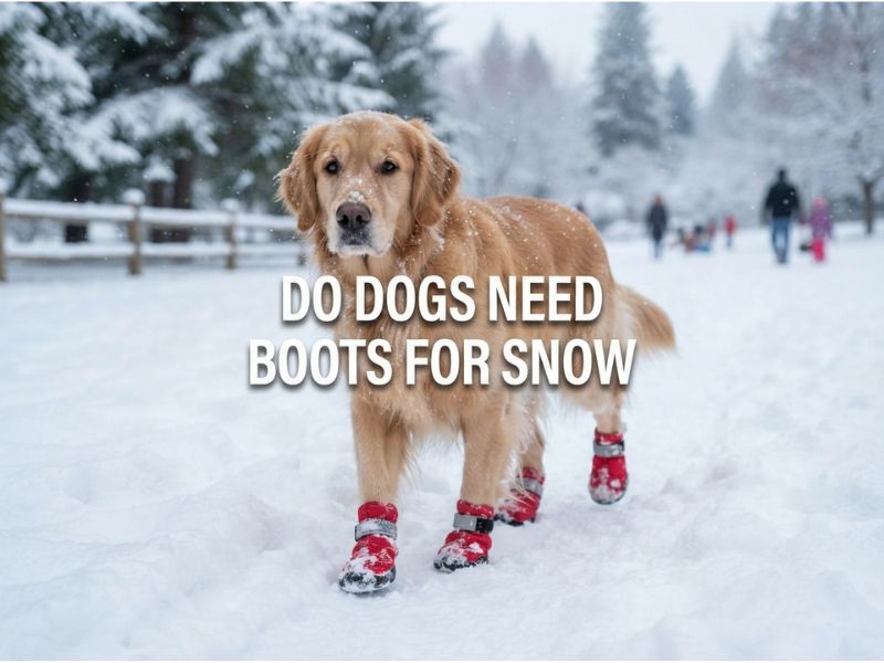Do Dogs Need Boots for Snow
