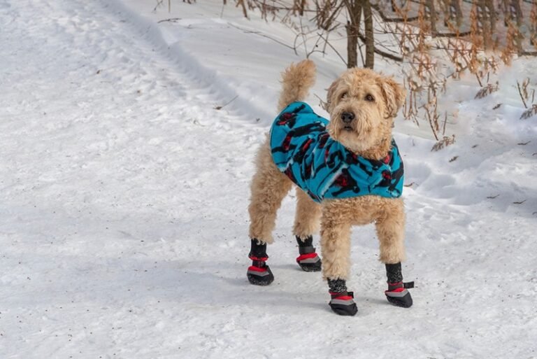 Do Dogs Need Winter Boots? A Complete Guide to Cold-Weather Paw Protection