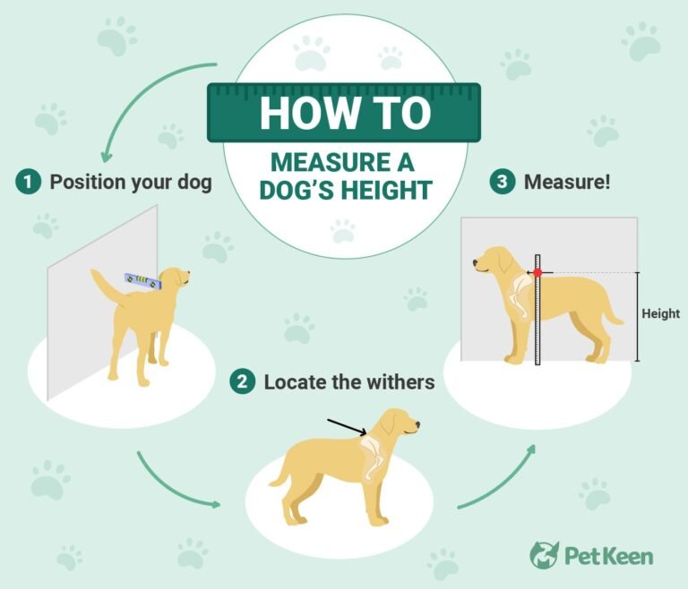 How to Measure a Dog Shoulder Height