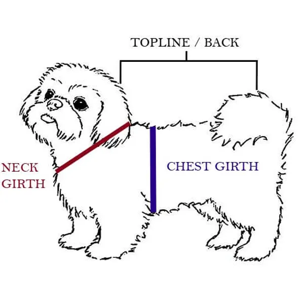 What Size Clothes Do Shih Tzu Wear? A Complete Sizing Guide