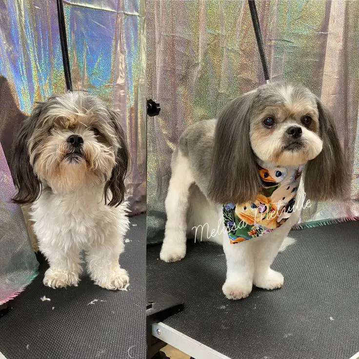 What Size Coat for a Shih Tzu? A Simple Measuring and Fit Guide