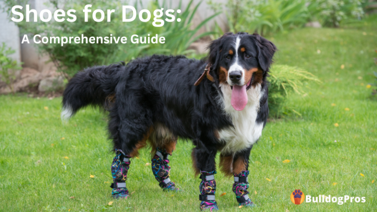 Are Dog Shoes Good for Dogs? Benefits, Risks, and When Dogs Need Them