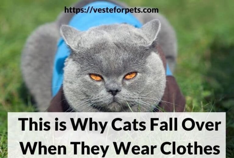Why Do Cats Fall Over When Wearing Clothes? The Science Behind This Common Feline Reaction