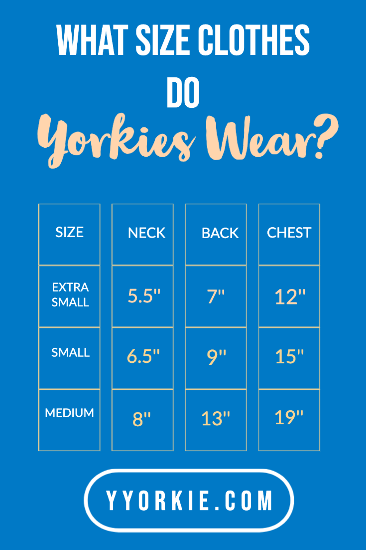 What Size Clothes Do Yorkies Wear? A Complete Yorkshire Terrier Clothing Size Guide