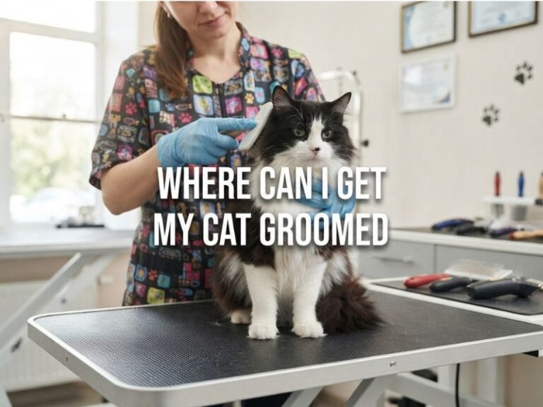 Where Can I Get My Cat Groomed