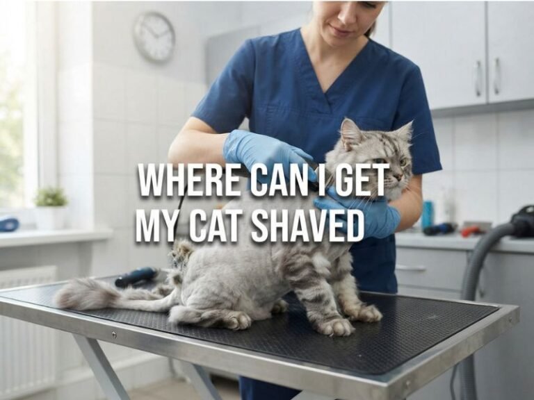 Where Can I Get My Cat Shaved