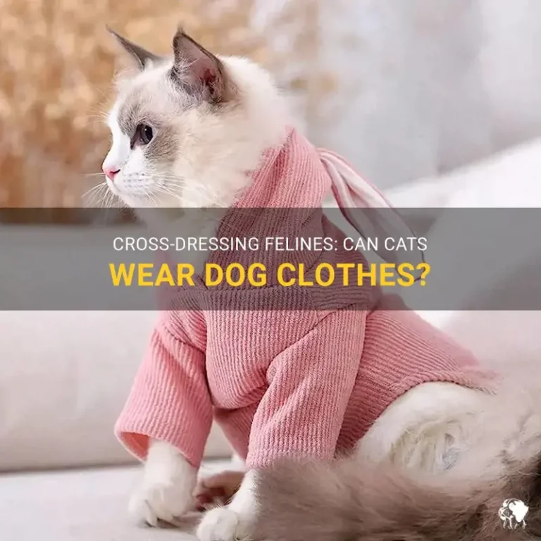 Can Cats Wear Dog Clothes? Safety, Fit, Comfort, and Expert Tips for Cat Owners