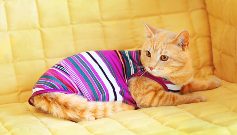 How Long Can Cats Wear Clothes? A Complete Safety and Comfort Guide for Cat Owners
