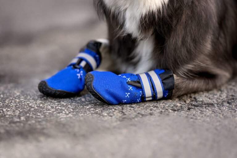 Do Dogs Need to Wear Shoes? When Dog Shoes Help and When They Do Not