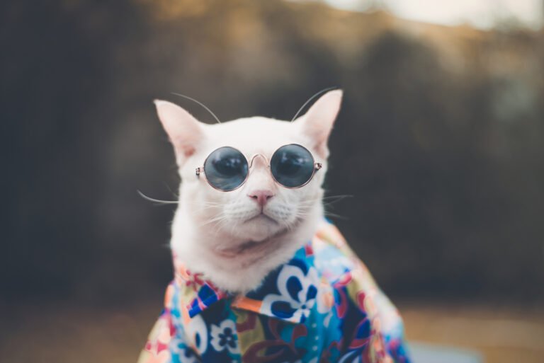 Is It Cruel to Put Clothes on Cats? A Complete Guide to Feline Comfort, Safety, and Ethics