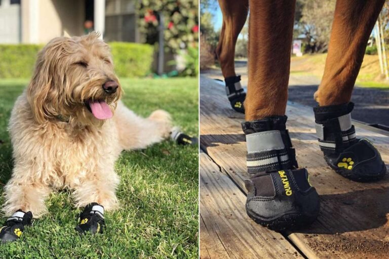 Are Dog Boots Good for Dogs? Benefits, Risks, and How to Use Them Safely