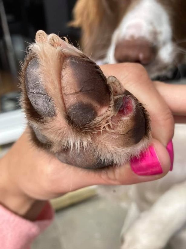 How to Tell If a Dog's Paw Is Broken