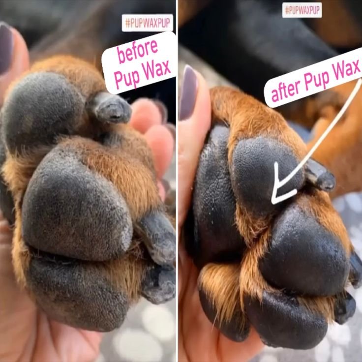 How to Treat Rough Dog Paw Pads