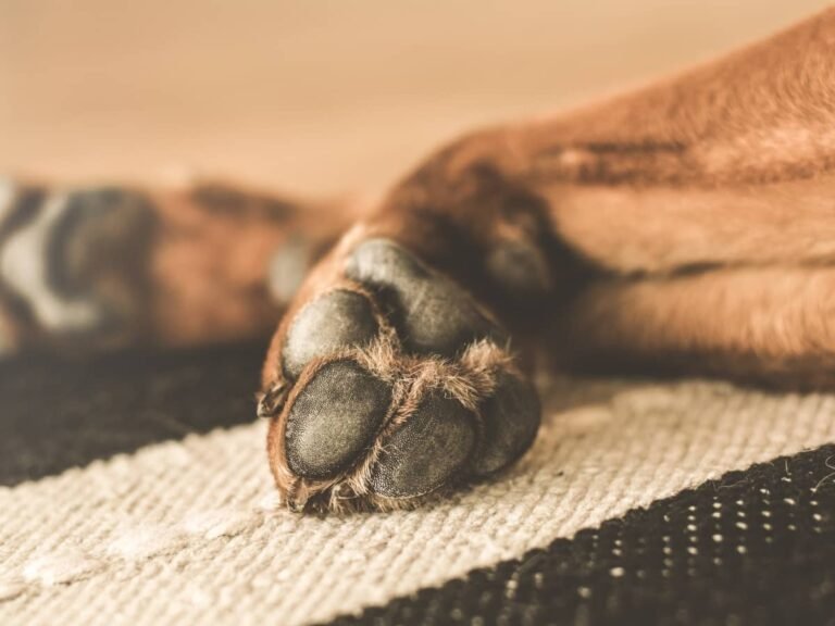 How Long Does a Dog Paw Sprain Take to Heal? Recovery Timeline, Treatment, and Warning Signs