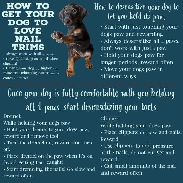 How to Desensitize Dog Paws