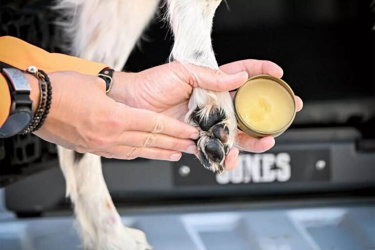 How to Protect Dog Paws Without Boots