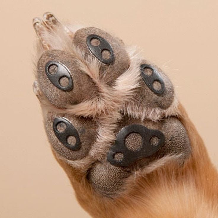 How to Make Dog Paws More Grippy