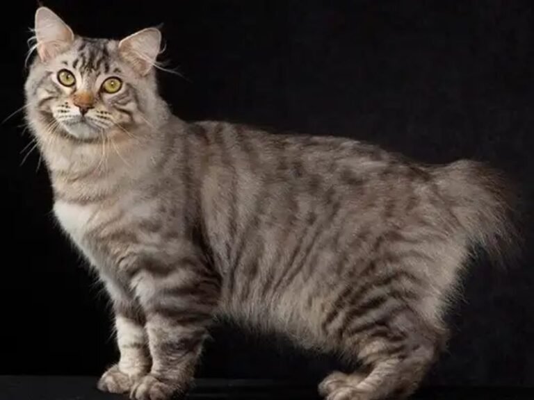 Do American Bobtail Cats Shed? What Owners Should Expect