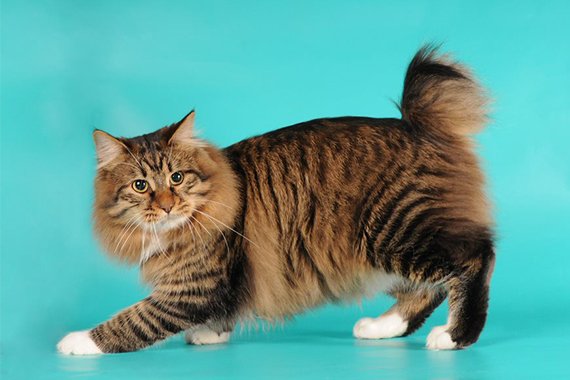 Are American Bobtail Cats Hypoallergenic? What Allergy Sufferers Need to Know