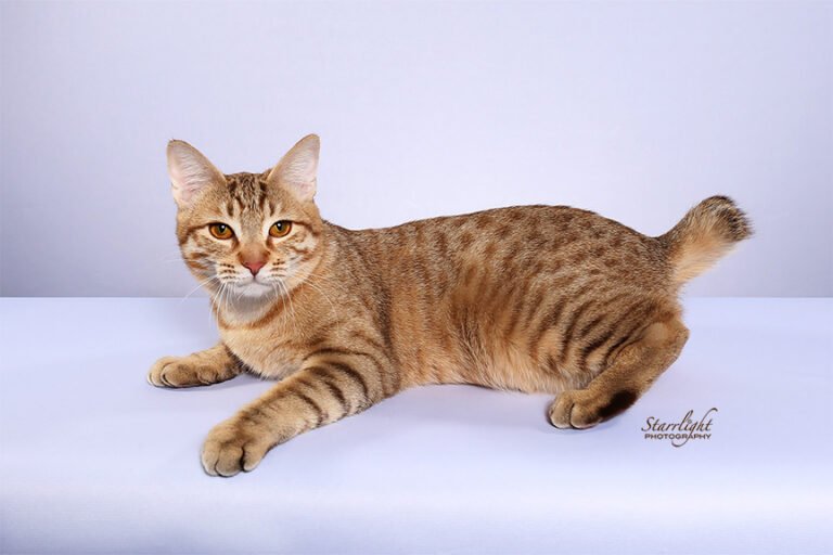 How Much Are American Bobtail Kittens? Complete USA Price Guide