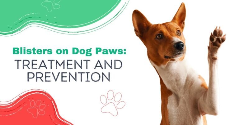 How to Treat Blisters on Dogs Paws