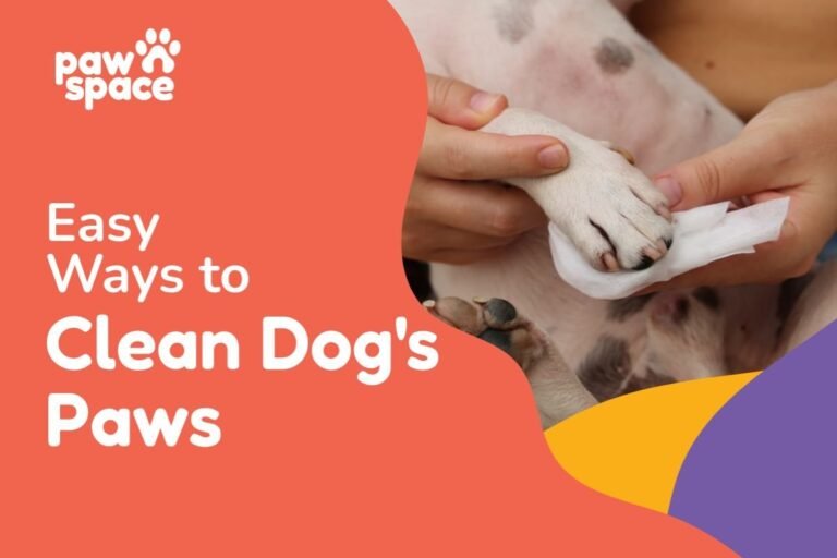 How to Clean Dog Paws Naturally