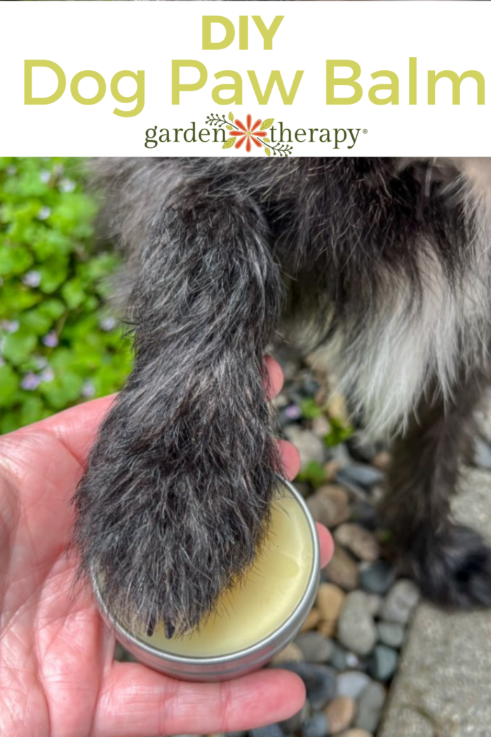 How to Moisturize Dog Paws Naturally