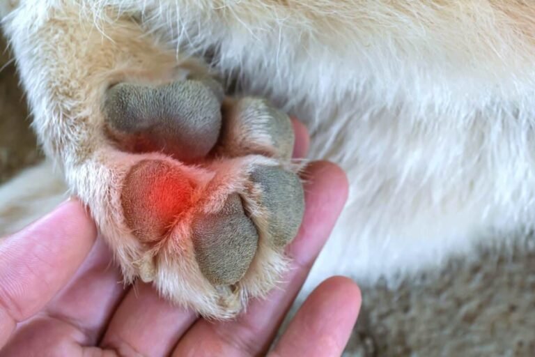 How to Treat Red Swollen Dog Paw