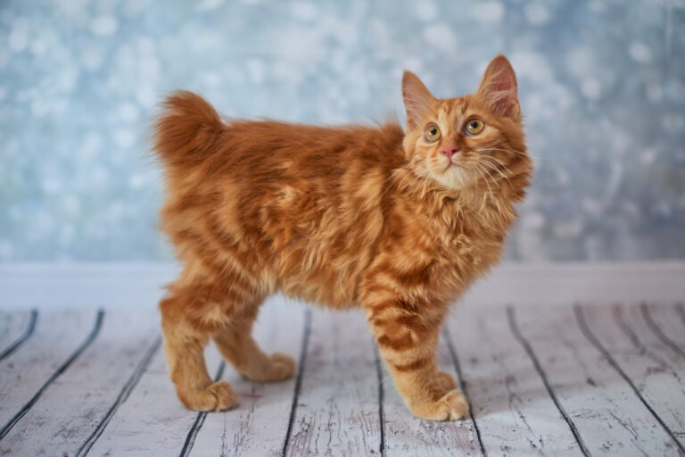 Are American Bobtail Cats Rare? A Complete Guide for Cat Owners