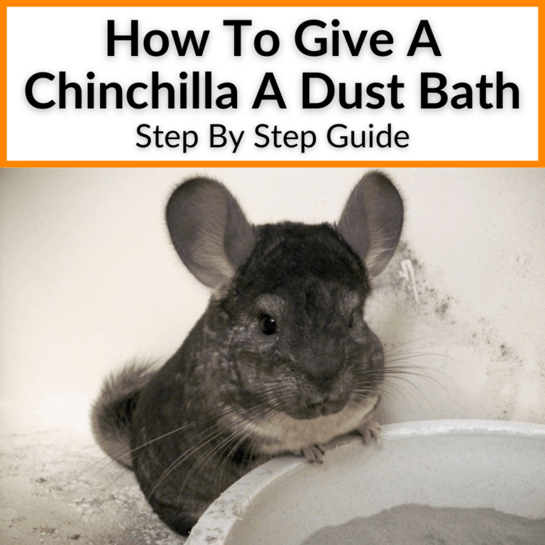 How to Bathe a Chinchilla Safely