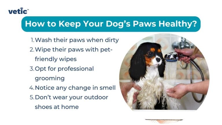 How to Stop Dogs Paws From Smelling