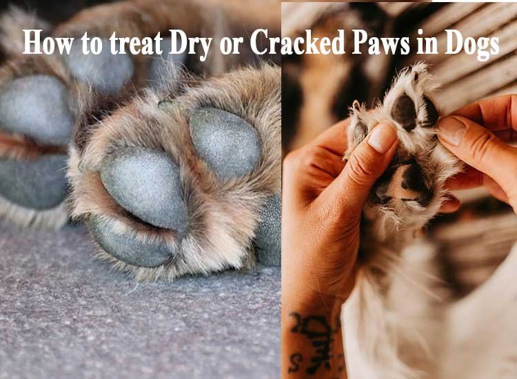 How to Treat Dry Dog Paws