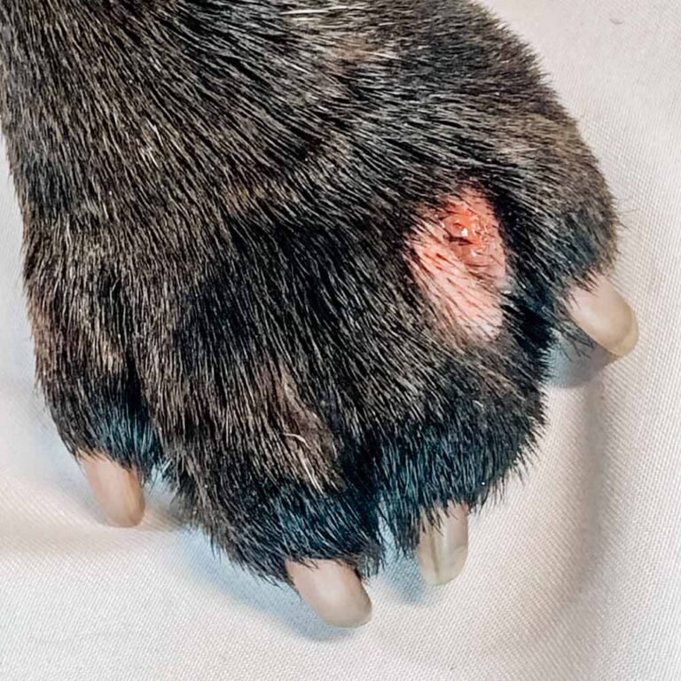 How to Treat an Interdigital Cyst on a Dog Paw