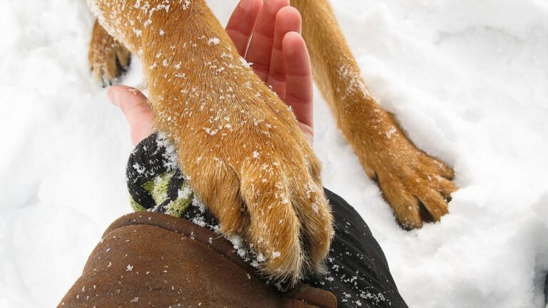 How to Protect Dog Paws in Winter