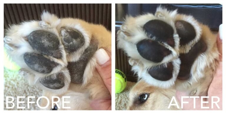 How to Treat Burned Dog Paws