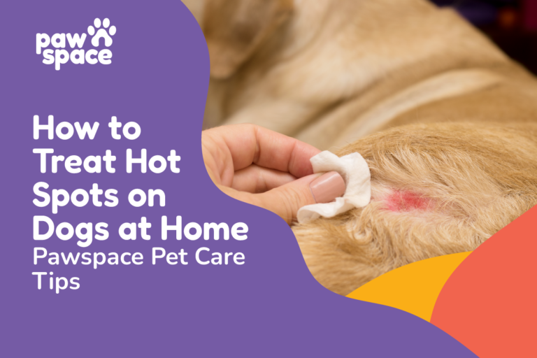 How to Treat a Hot Spot on a Dog's Paw