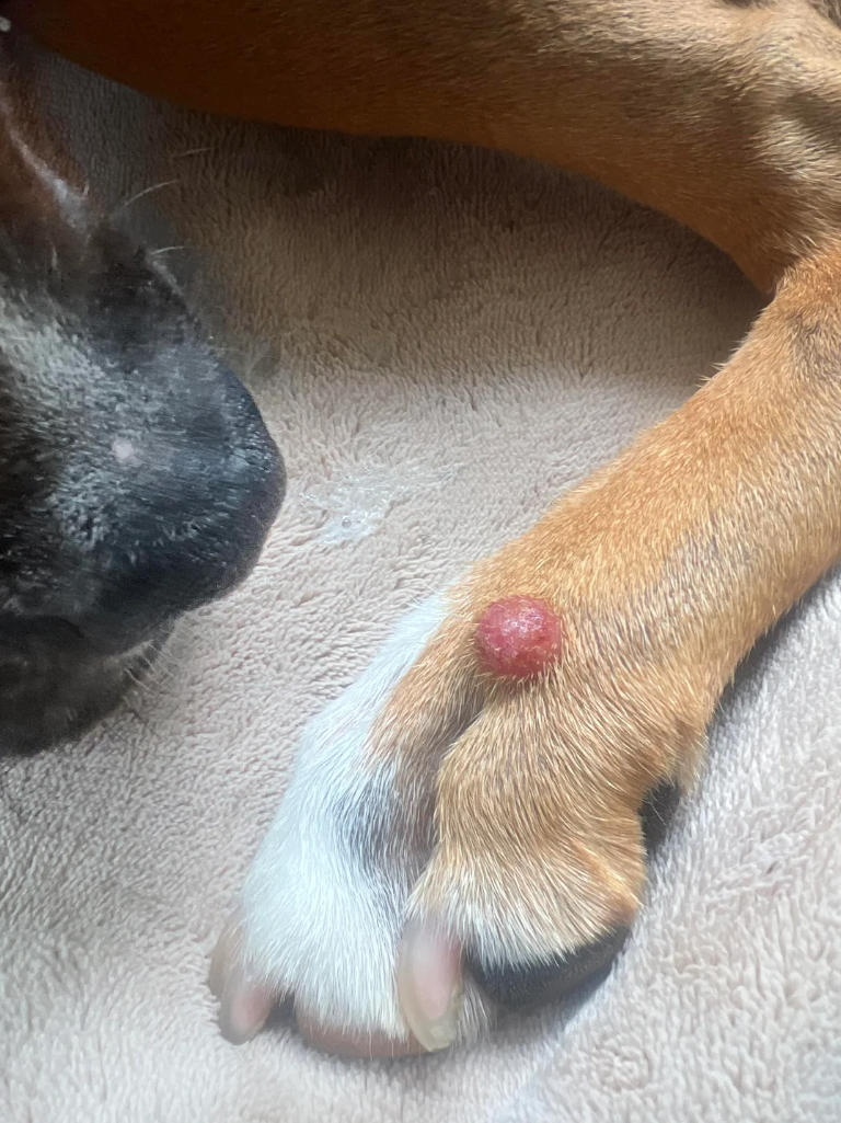 Why Does My Dog Have a Bump on Her Paw? Causes, Symptoms, and When to See a Vet