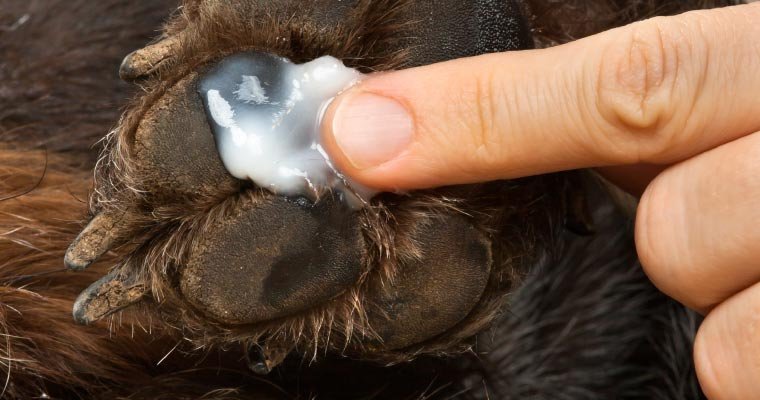How to Treat Sore Dog Paws Between Toes
