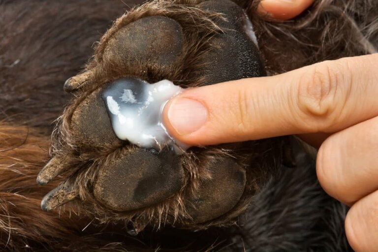 How to Treat Dog Paw Infection at Home