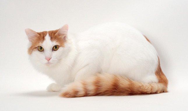 How Much Are Turkish Van Kittens? Complete US Price Guide