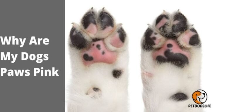 Why Are My Dog's Paws Pink? Causes, Signs, and When to See a Vet
