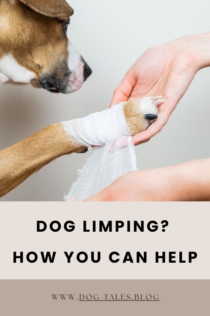 How to Check a Dog's Paw When Limping