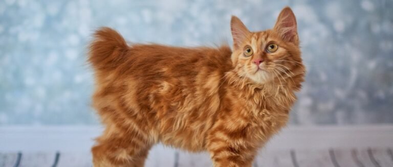 How Much Do American Bobtail Cats Weigh? Average Weight by Age and Gender