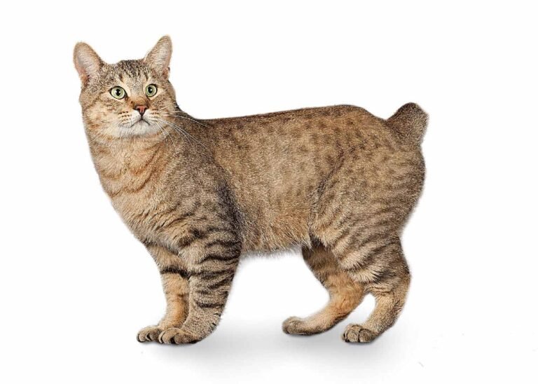 How Big Do American Bobtail Cats Get? Size, Weight, Growth Stages, and What to Expect
