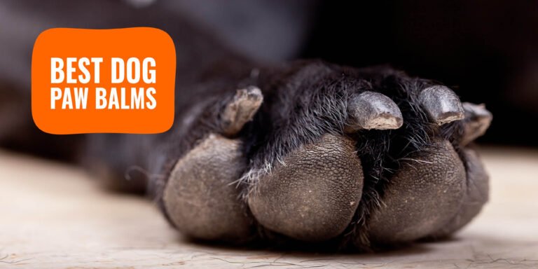 How to Use Paw Balm for Dogs