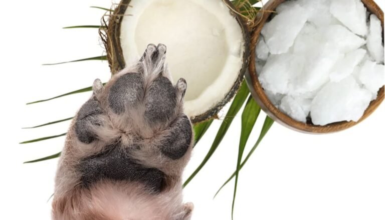 How to Apply Coconut Oil to Dog Paws Safely and Effectively