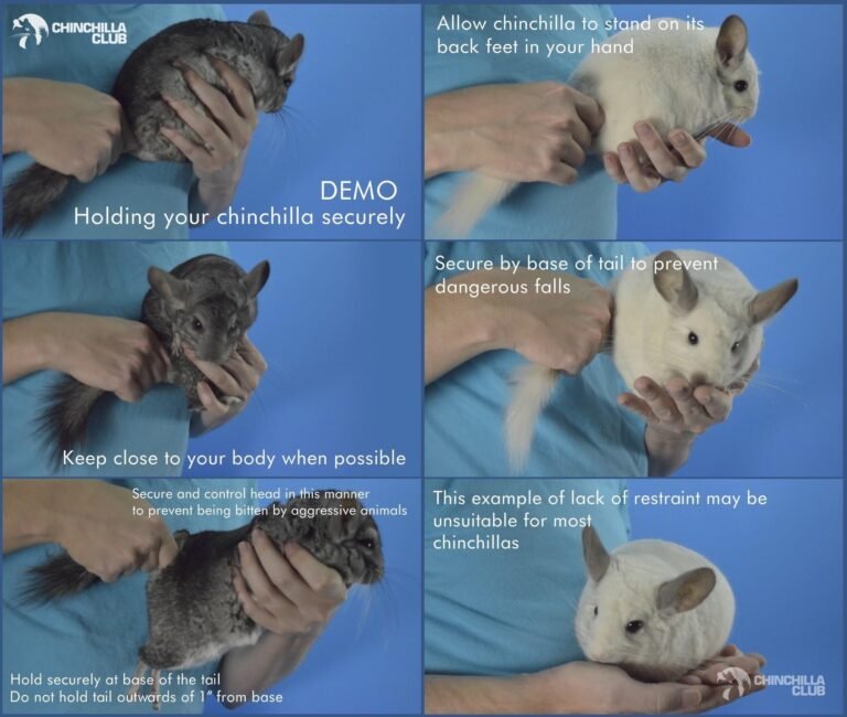 How to Handle a Chinchilla Safely and Comfortably