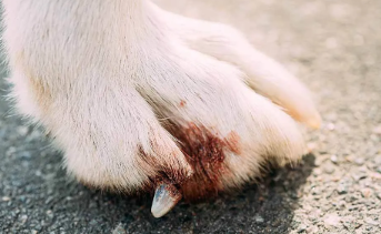 Why Is My Dog's Paw Bleeding? Causes, First Aid, and When to See a Vet