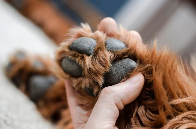 Why Is My Dog's Paw Swollen? Causes, Warning Signs, and What to Do